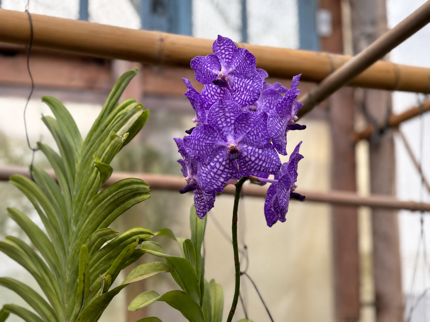 Visita ao Orquidário — foto 3