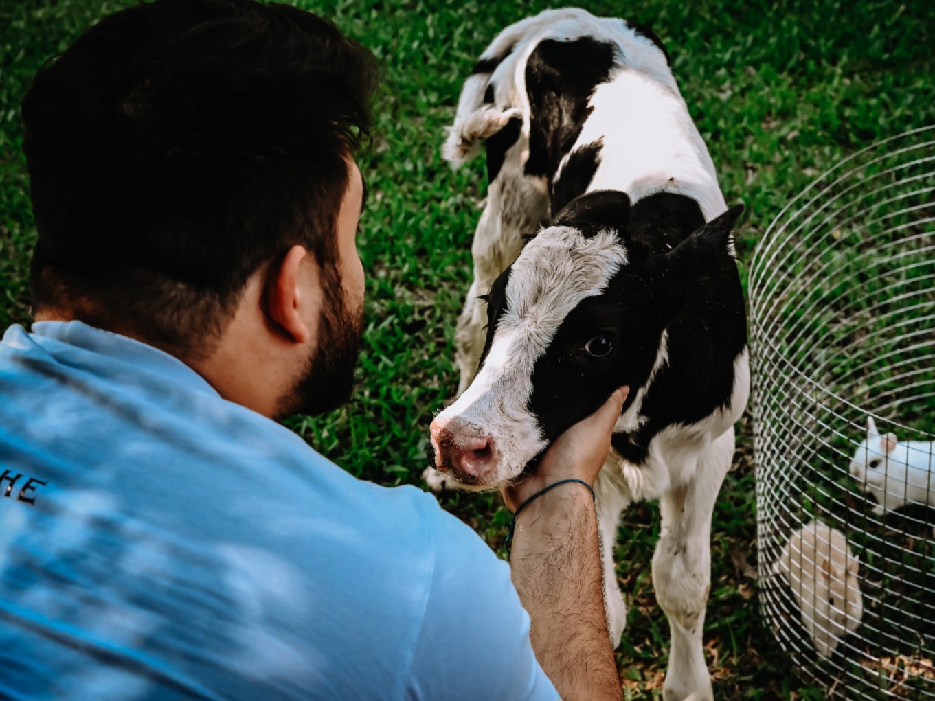 Animais da Propriedade — foto 2