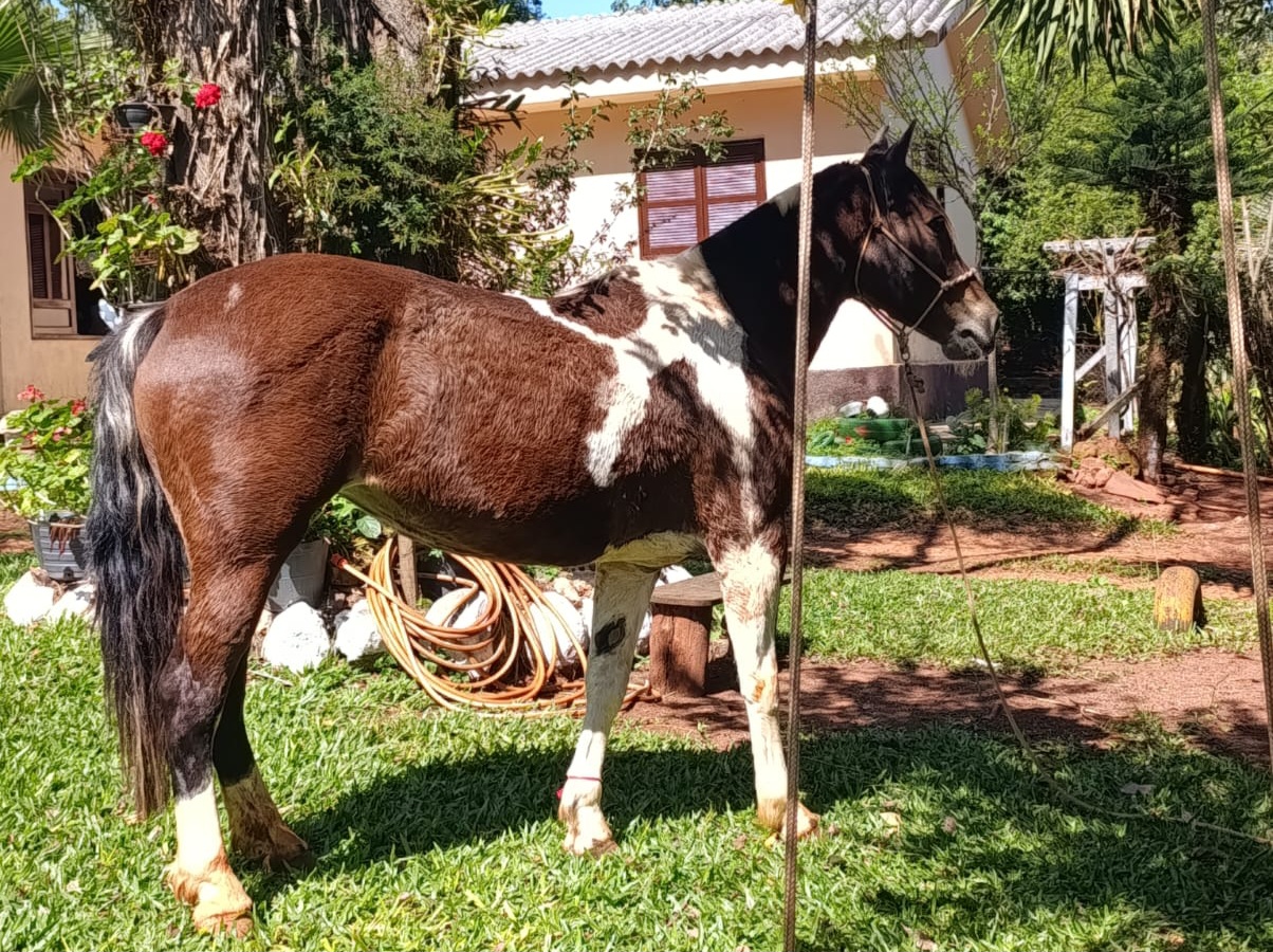 Voltas a Cavalo — foto 2