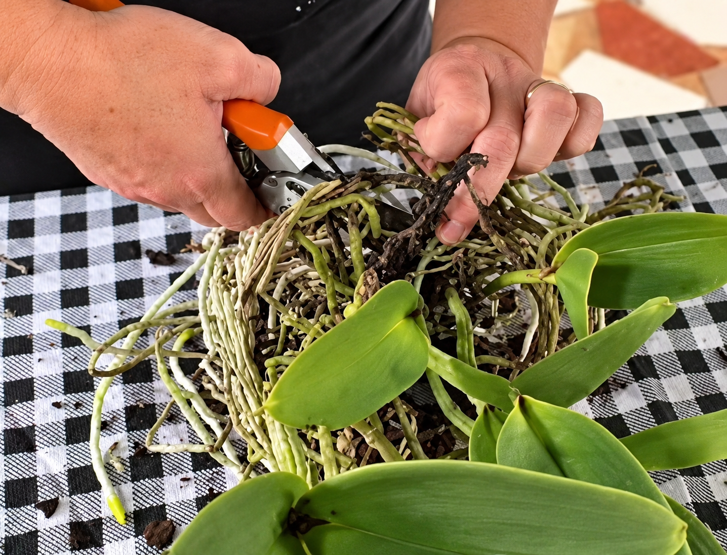 Workshop de Orquídeas — foto 1