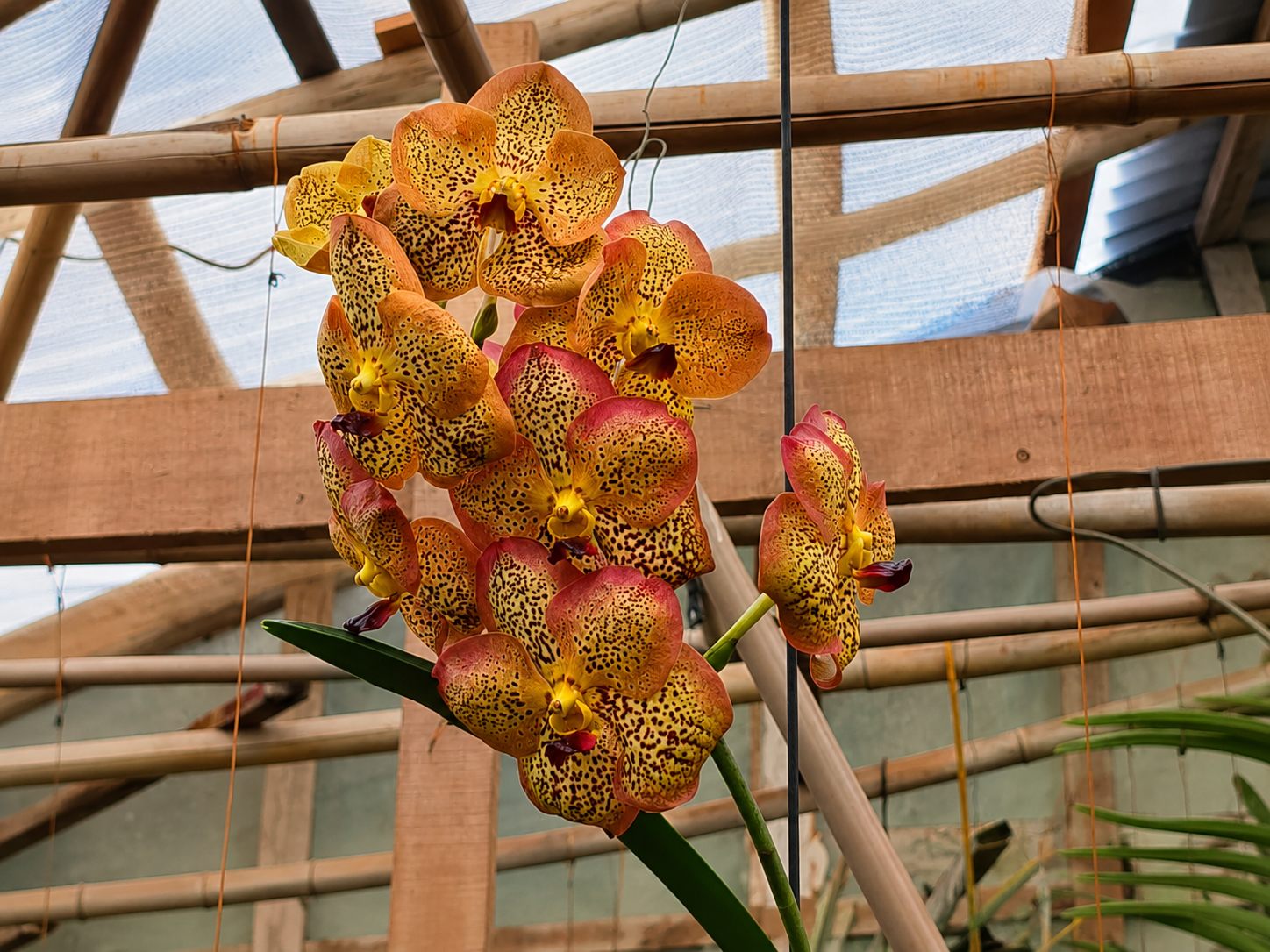 Visita ao Orquidário — foto 1