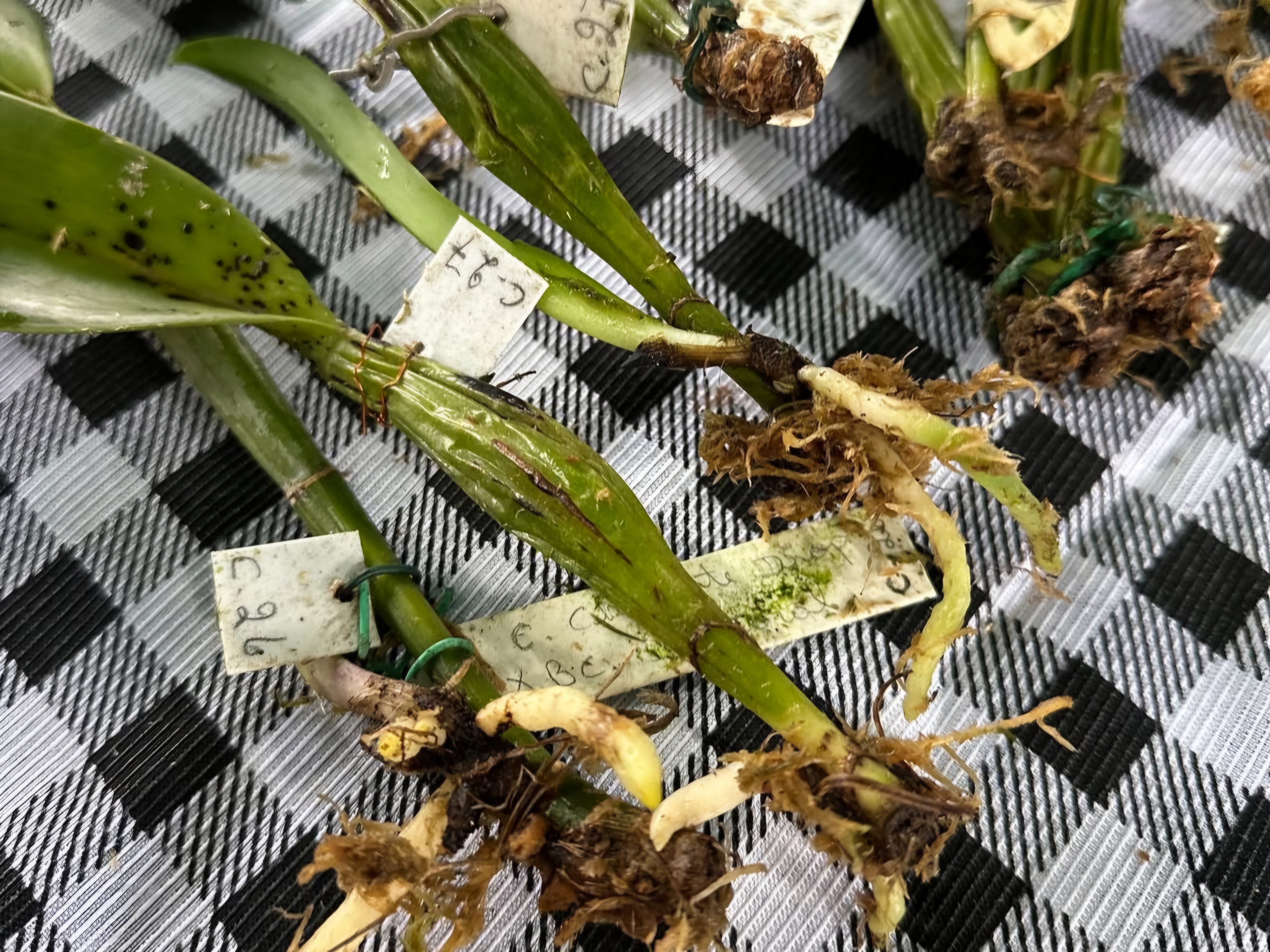 Workshop de Orquídeas — foto 3
