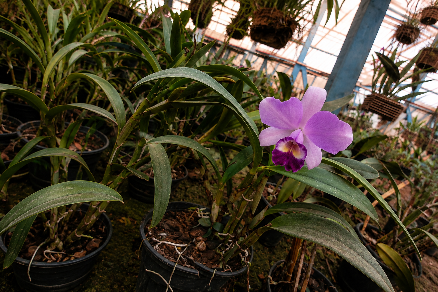 Orquídea cultivada no Orquidário Quinze