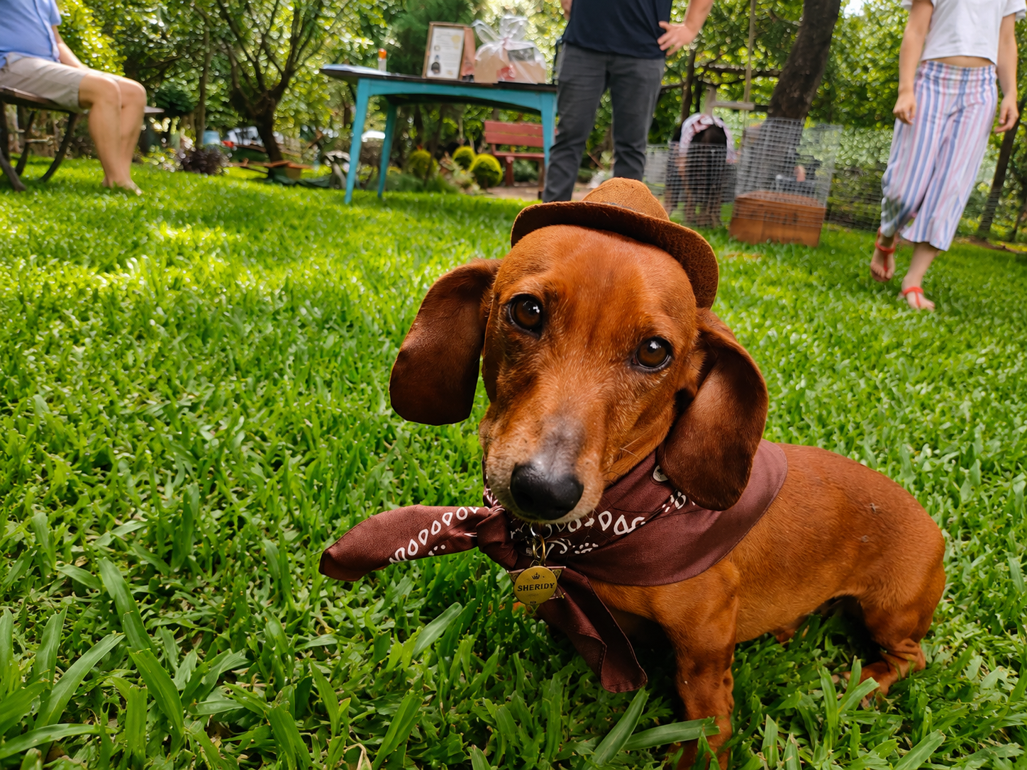 Animais da Propriedade — foto 3