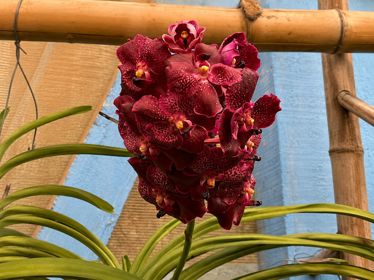 Visita ao Orquidário — foto 2